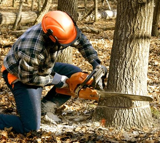 Tree Removal in Saint Louisville, OH